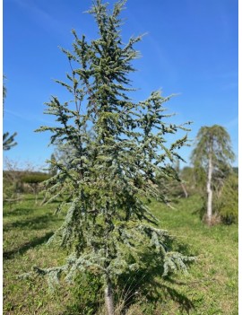 Cedrus atl. Glauca  350cm...