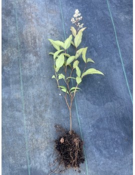 Ligustrum luc.Green Screen...