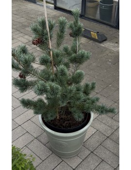 Sosna drobnokwiatowa...