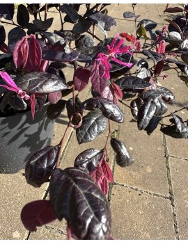 Loropetalum fire dance