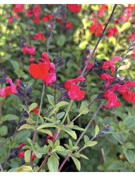 szałwia "Royal Bumble", salvia