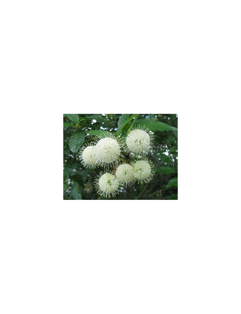 Guzikowiec zachodni - Cephalanthus occidentalis