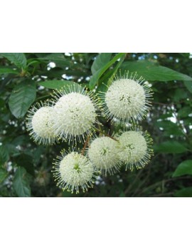 Guzikowiec zachodni - Cephalanthus occidentalis