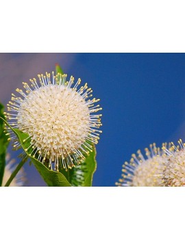 Guzikowiec zachodni - Cephalanthus occidentalis