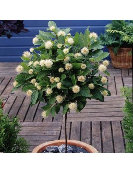 Guzikowiec zachodni - Cephalanthus occidentalis