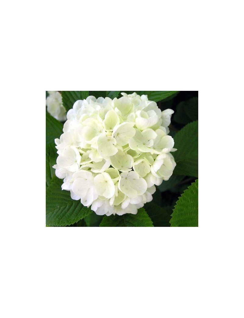 kalina "newport"-Viburnum plicatum "Newport" 