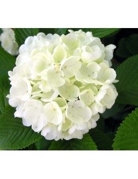 kalina "newport"-Viburnum plicatum "Newport" 