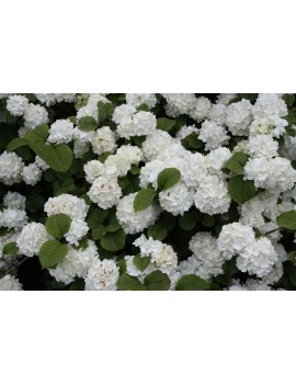 kalina "newport"-Viburnum plicatum "Newport" 