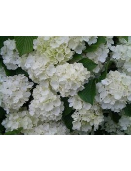 kalina "newport"-Viburnum plicatum "Newport" 