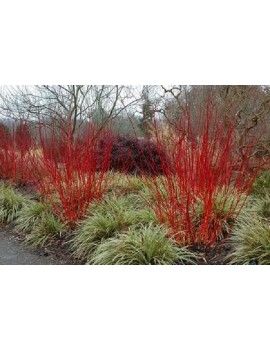 Dereń biały 'Sibirica variegata"'(Cornus alba 'Sibirica')