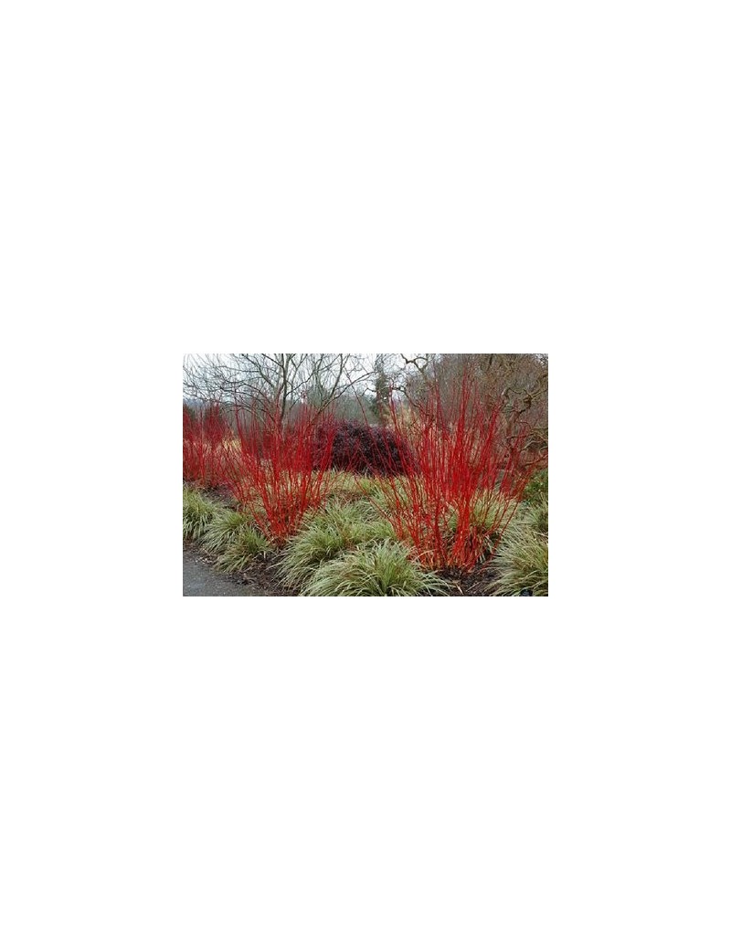 Dereń biały 'Sibirica variegata"'(Cornus alba 'Sibirica')