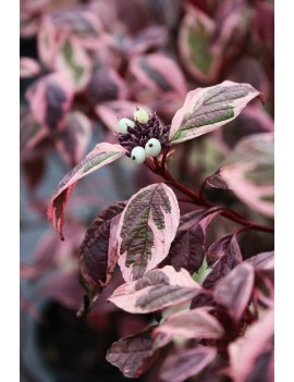 Dereń biały 'Sibirica variegata"'(Cornus alba 'Sibirica')