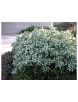 Dereń biały 'Sibirica variegata"'(Cornus alba 'Sibirica')
