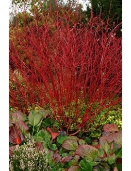 Dereń biały 'Sibirica "'(Cornus alba 'Sibirica')