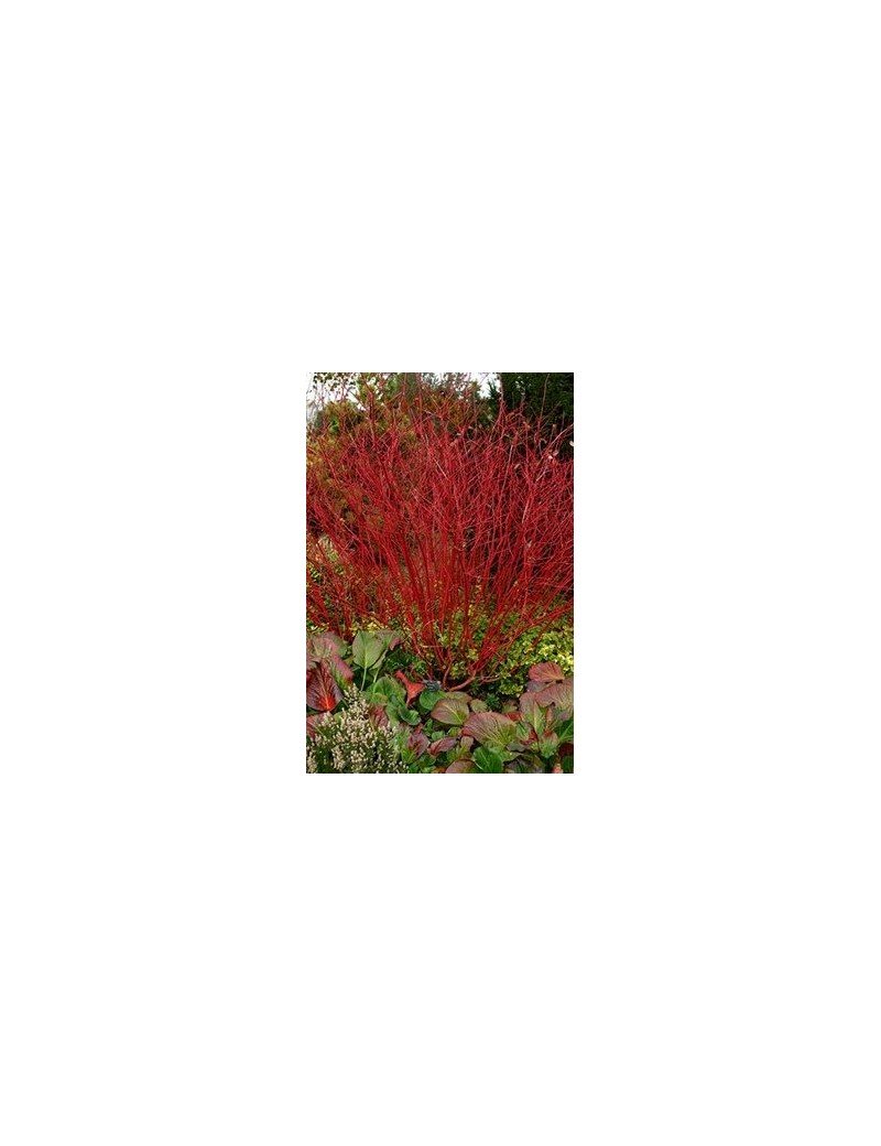 Dereń biały 'Sibirica "'(Cornus alba 'Sibirica')
