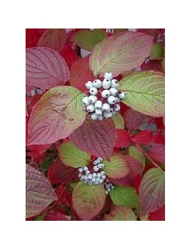 Dereń biały 'Sibirica "'(Cornus alba 'Sibirica')