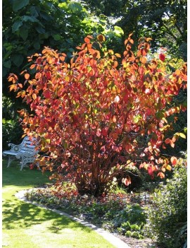 Dereń biały 'Sibirica "'(Cornus alba 'Sibirica')