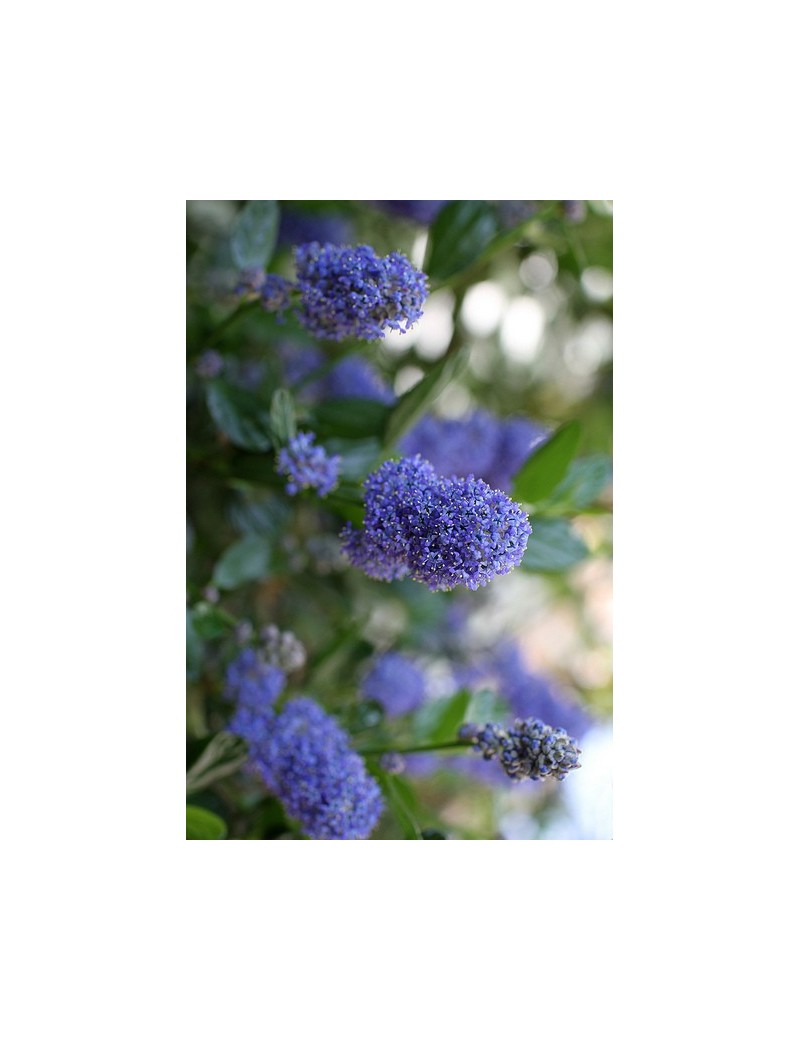 Prusznik  impressus - "Victoria" -ceanothus  impressus victoria