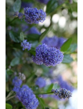 Prusznik  impressus - "Victoria" -ceanothus  impressus victoria