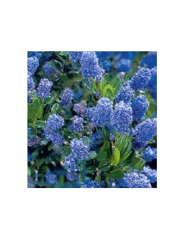 Prusznik  impressus - "Victoria" -ceanothus  impressus victoria