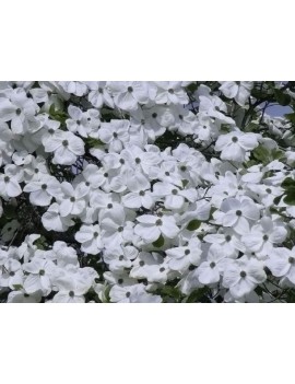 dereń eddies white wonder-cornus eddies white wonder