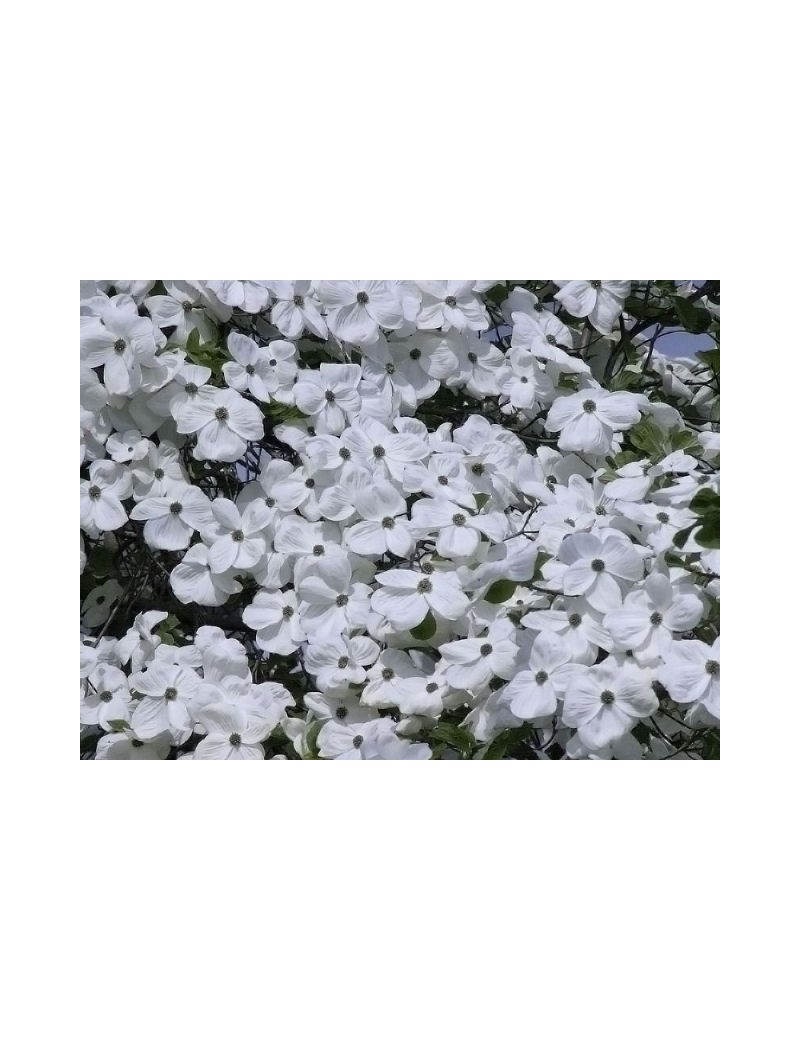 dereń eddies white wonder-cornus eddies white wonder
