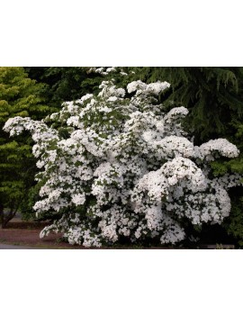 dereń eddies white wonder-cornus eddies white wonder