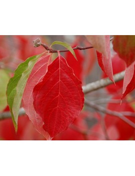 dereń eddies white wonder-cornus eddies white wonder