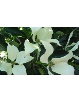 dereń kousa Dr.Bump-cornus kousa