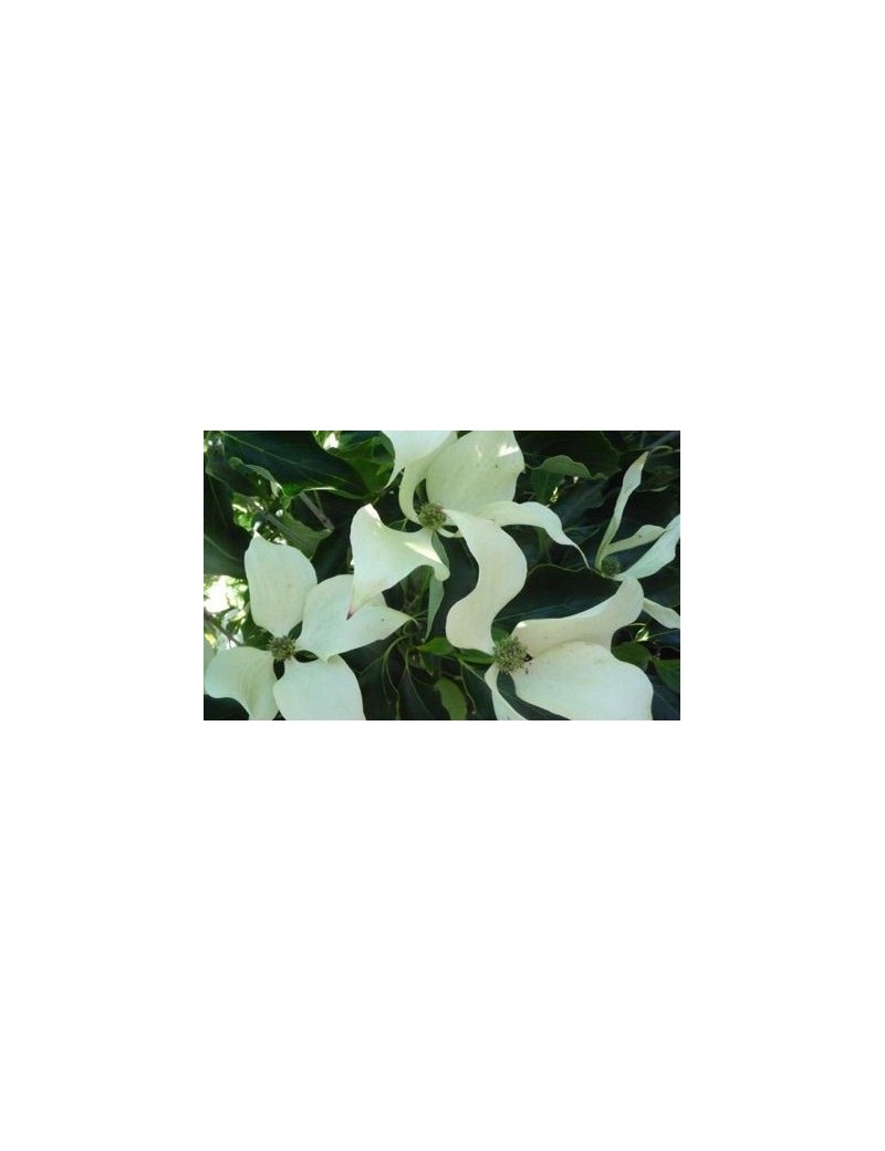 dereń kousa Dr.Bump-cornus kousa
