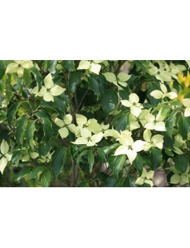 dereń kousa Dr.Bump-cornus kousa
