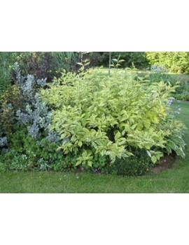 dereń kousa Dr.Bump-cornus kousa