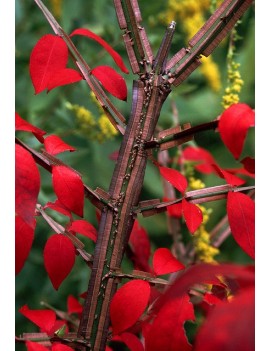 TRZMIELINA OSKRZYDLONA - Euonymus alatus