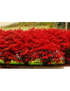 TRZMIELINA OSKRZYDLONA - Euonymus alatus