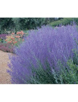 PEROwSKIA ŁOBODOLISTNA 'BLUE SPIRE'-Perovskia atriplicifolia 'Blue Spire'