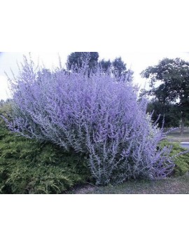 PEROwSKIA ŁOBODOLISTNA 'BLUE SPIRE'-Perovskia atriplicifolia 'Blue Spire'