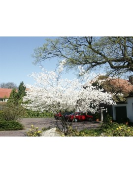 ŚWIDOŚLIWA LAMARCKA-AMELANCHIER LAMARCKII