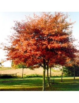 ŚWIDOŚLIWA LAMARCKA-AMELANCHIER LAMARCKII