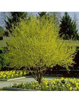 dereń jadalny-cornus mas 