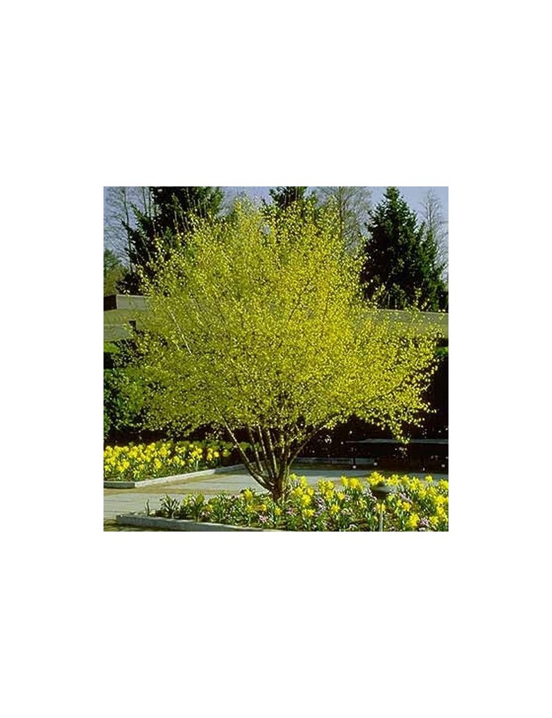 dereń jadalny-cornus mas 