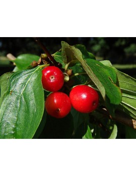 dereń jadalny-cornus mas 