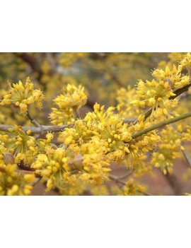 dereń jadalny-cornus mas 