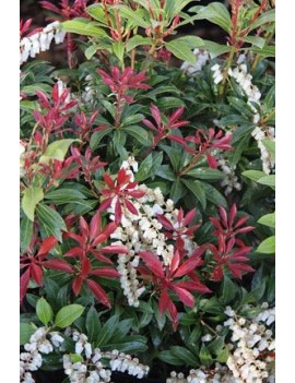Pieris japoński ‘Mountain Fire’ 