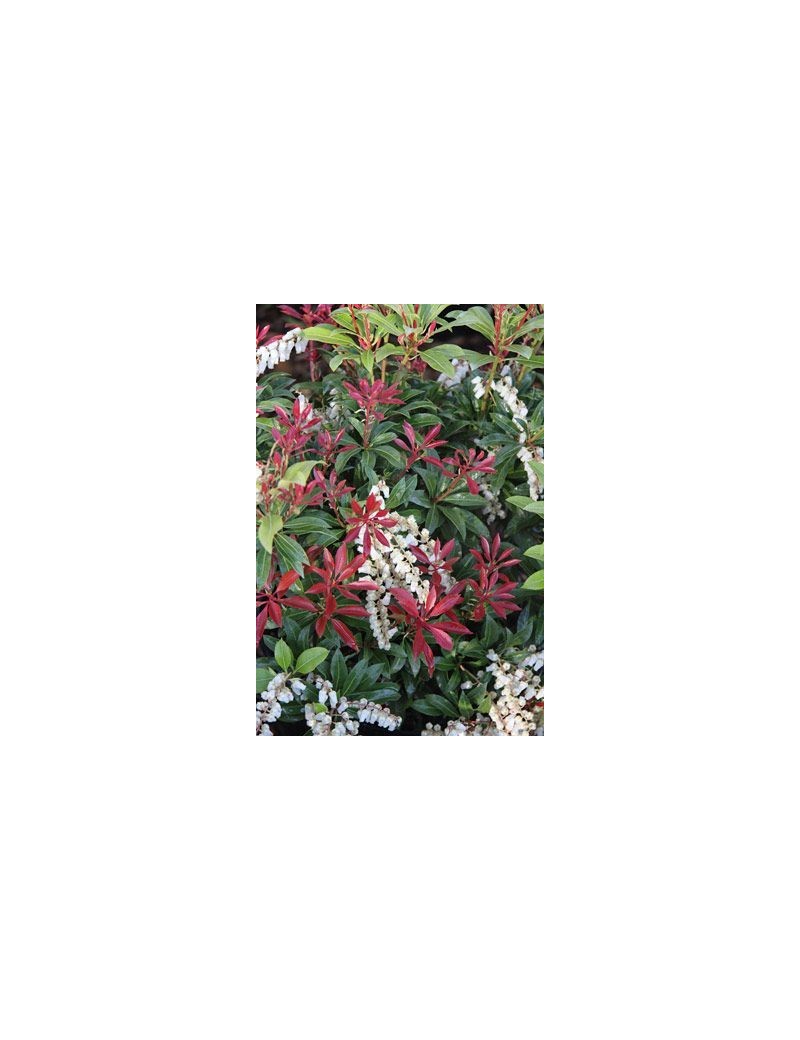 Pieris japoński ‘Mountain Fire’ 