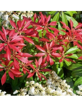 Pieris japoński ‘Mountain Fire’ 